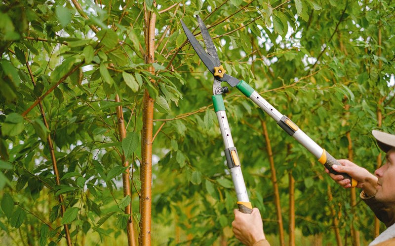 Tree trimming in Prague, NE