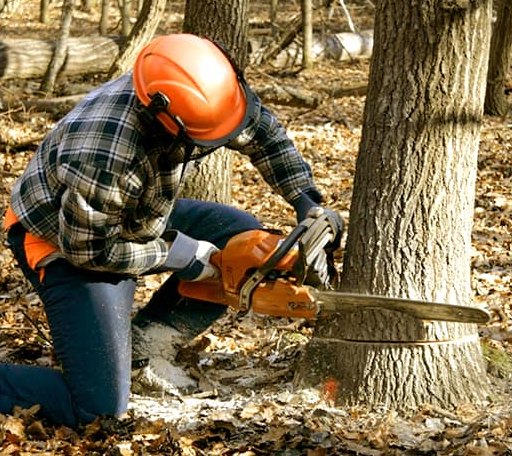 Tree Removal in Prague, NE